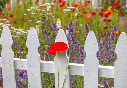 Picture of WASHINGTON STATE-SEQUIM-EARLY SUMMER BLOOMING RED POPPIES WITH WHITE PICKET FENCE