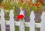 Picture of WASHINGTON STATE-SEQUIM-EARLY SUMMER BLOOMING RED POPPIES WITH WHITE PICKET FENCE