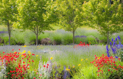 Picture of SEQUIM-WASHINGTON STATE-PACIFIC NORTHWEST RED POPPIES-LAVENDER GARDEN