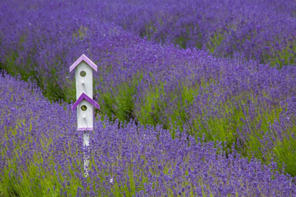 Picture of WASHINGTON STATE-SEQUIM-EARLY SUMMER BLOOMING LAVENDER FIELDS ROWS WITH BIRD HOUSE