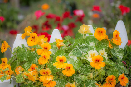 Picture of WASHINGTON STATE-SEQUIM-EARLY SUMMER BLOOMING NASTURTIUM AND WHITE PICKET FENCE