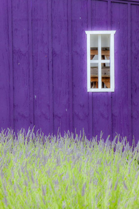 Picture of SEQUIM-WASHINGTON STATE-FIELD OF LAVENDER AND LAVENDER PAINTED WOOD BARN AND WHITE FRAMED WINDOW