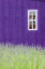 Picture of SEQUIM-WASHINGTON STATE-FIELD OF LAVENDER AND LAVENDER PAINTED WOOD BARN AND WHITE FRAMED WINDOW