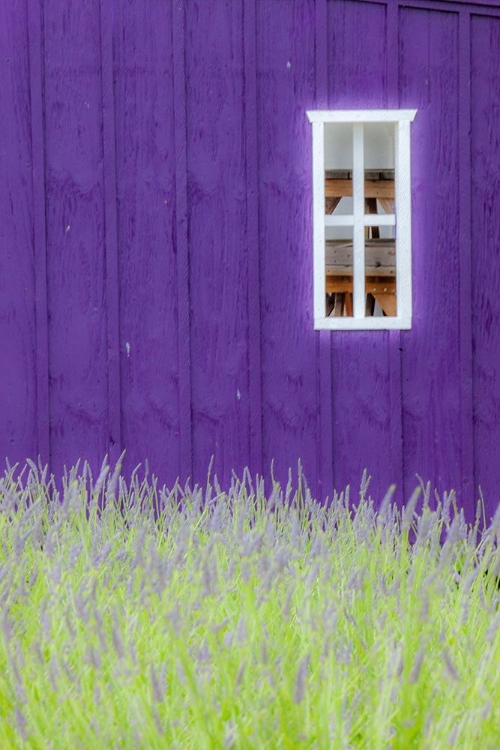 Picture of SEQUIM-WASHINGTON STATE-FIELD OF LAVENDER AND LAVENDER PAINTED WOOD BARN AND WHITE FRAMED WINDOW