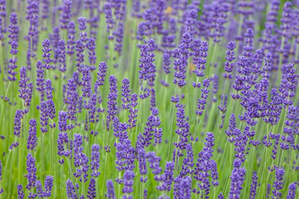 Picture of WASHINGTON STATE-SEQUIM-EARLY SUMMER BLOOMING LAVENDER FIELDS