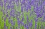 Picture of WASHINGTON STATE-SEQUIM-EARLY SUMMER BLOOMING LAVENDER FIELDS