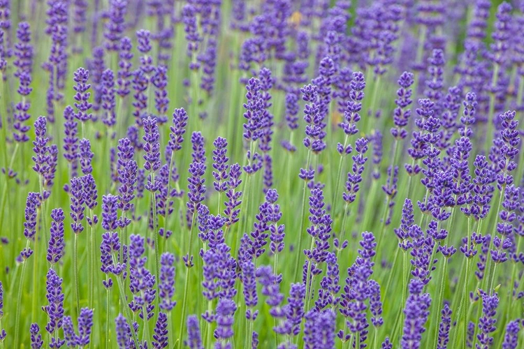 Picture of WASHINGTON STATE-SEQUIM-EARLY SUMMER BLOOMING LAVENDER FIELDS
