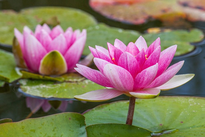 Picture of WASHINGTON STATE-SEATTLE-WOODLAND PARK GARDEN WITH WATERLILIES BLOOMING