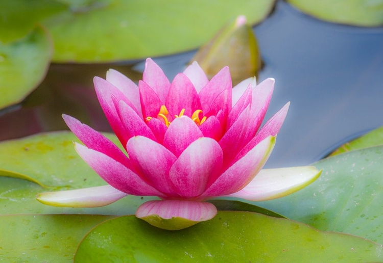 Picture of WASHINGTON STATE-SEATTLE-WOODLAND PARK GARDEN WITH WATERLILIES BLOOMING