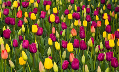 Picture of WASHINGTON STATE-SKAGIT-WESTERN WASHINGTON SPRINGTIME BLOOMING TULIPS-GRAPE HYACINTH