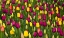 Picture of WASHINGTON STATE-SKAGIT-WESTERN WASHINGTON SPRINGTIME BLOOMING TULIPS-GRAPE HYACINTH