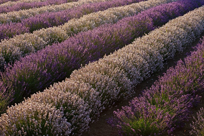 Picture of SEQUIM-WASHINGTON STATE-FIELD OF LAVENDER