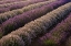 Picture of SEQUIM-WASHINGTON STATE-FIELD OF LAVENDER