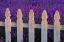 Picture of SEQUIM-WASHINGTON STATE-FIELD OF LAVENDER WHITE PICKET FENCE
