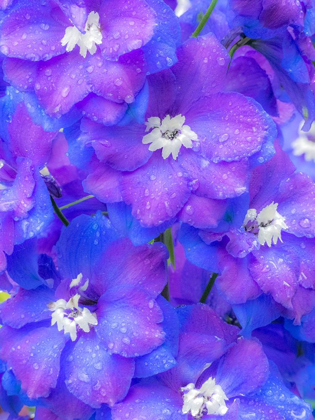 Picture of WASHINGTON STATE-SAMMAMISH CLOSE UP IMAGE OF A BLUE DELPHINIUM