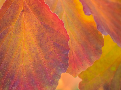 Picture of WASHINGTON STATE-SAMMAMISH WITCH HAZEL LEAVES WITH FALL COLOR