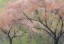 Picture of WASHINGTON STATE-FALL CITY SPRINGTIME AND CHERRY TREES JUST BEGINNING TO BLOOM
