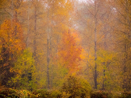 Picture of WASHINGTON STATE-FALL CITY AND FALL COLORS IN YELLOWS AND GOLDS