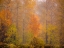 Picture of WASHINGTON STATE-FALL CITY AND FALL COLORS IN YELLOWS AND GOLDS