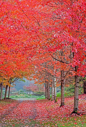 Picture of WASHINGTON STATE-SAMMAMISH FALL COLORS ON RED MAPLE TREES LINING LANE