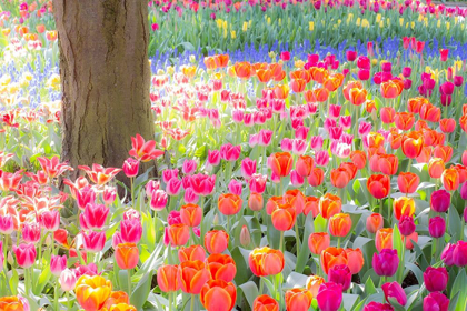 Picture of WASHINGTON STATE-SKAGIT-WESTERN WASHINGTON SPRINGTIME BLOOMING TULIPS-GRAPE HYACINTH