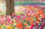 Picture of WASHINGTON STATE-SKAGIT-WESTERN WASHINGTON SPRINGTIME BLOOMING TULIPS-GRAPE HYACINTH