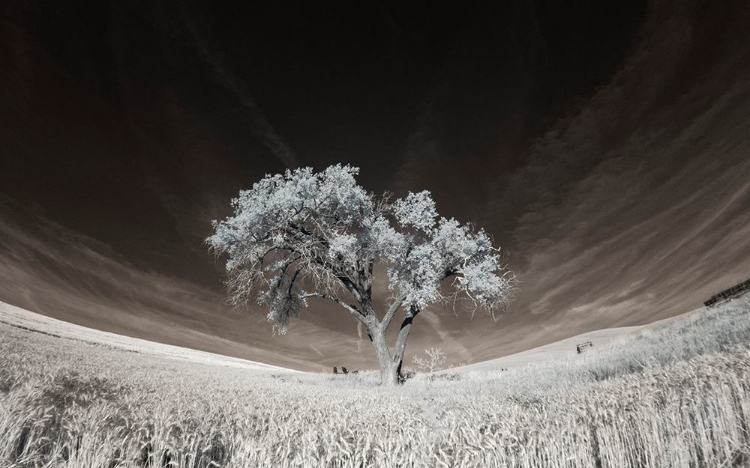 Picture of LONE TREE IN FIELD OF HARVESTED WHEAT