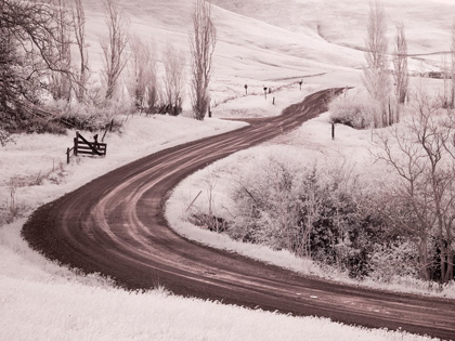 Picture of BACKROAD LEADING THROUGH SPRING WILDFLOWERS