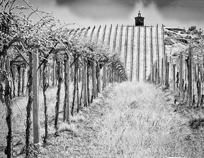 Picture of SPRING VINEYARD AND CHAPEL ON TOP OF HILL (PR)