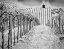 Picture of SPRING VINEYARD AND CHAPEL ON TOP OF HILL (PR)