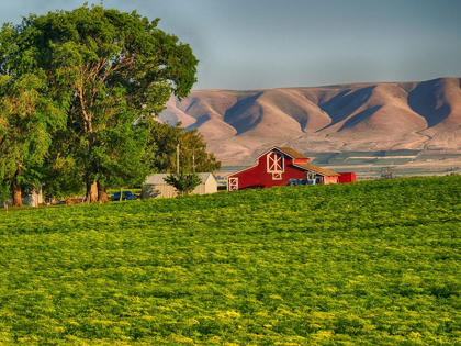 Picture of EVENING LIGHT ON RED BARN