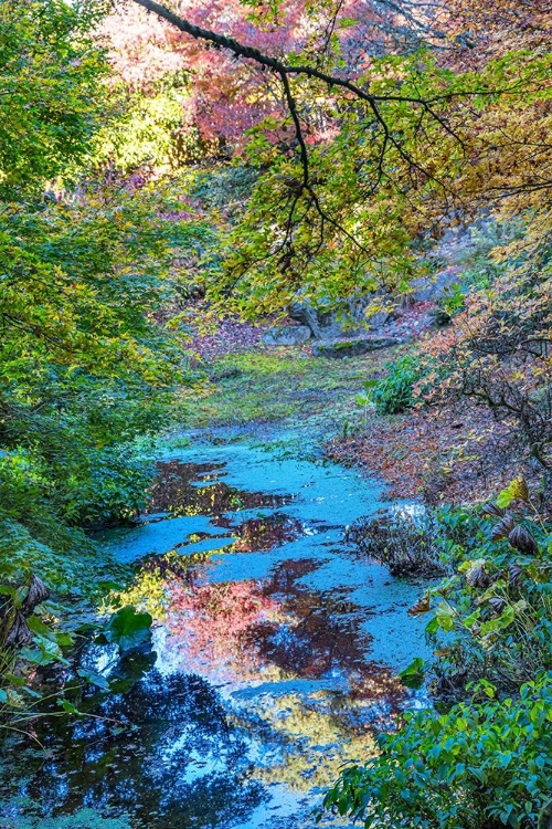 Picture of AUTUMN COLORFUL LEAVES REFLECTION-BELLEVUE-BOTANICAL GARDEN-WASHINGTON STATE