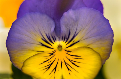 Picture of BLUE YELLOW GARDEN PANSY BLOOMING MACRO-BELLEVUE-WASHINGTON STATE COLD WEATHER FLOWERS