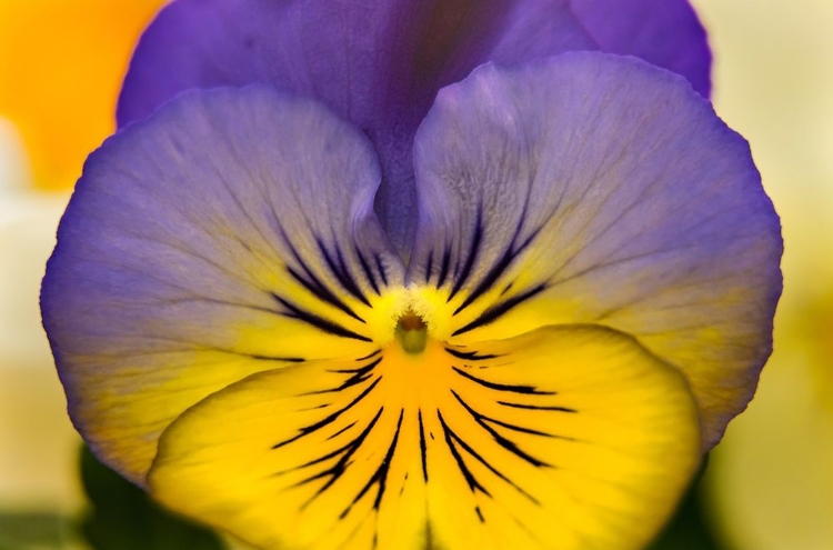 Picture of BLUE YELLOW GARDEN PANSY BLOOMING MACRO-BELLEVUE-WASHINGTON STATE COLD WEATHER FLOWERS