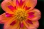 Picture of ORANGE PINK COLLARETTE DAHLIA BLOOMING DAHLIA NAMED KELSEY ANNIE JOY