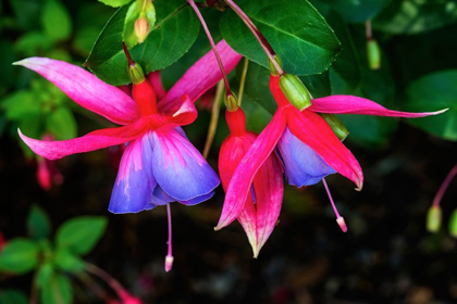 Picture of BLUE RED HARDY FUCHSIA BLOOMING SCIENTIFIC NAMED GENII FUCHSIA