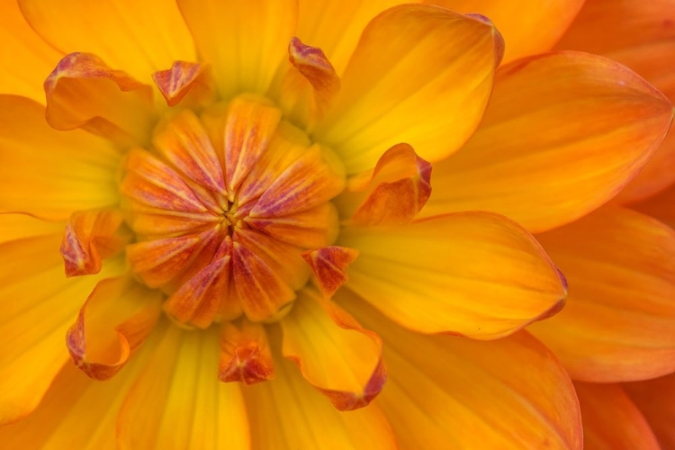 Picture of ORANGE YELLOW WATERLILY MANY PETALS DAHLIA BLOOMING