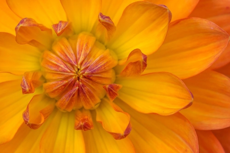 Picture of ORANGE YELLOW WATERLILY MANY PETALS DAHLIA BLOOMING