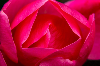 Picture of PINK HYBRID TEA ROSE BLOOMING MACRO-BELLEVUE-WASHINGTON STATE