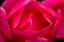 Picture of PINK HYBRID TEA ROSE BLOOMING MACRO-BELLEVUE-WASHINGTON STATE