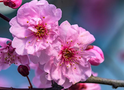 Picture of PINK PEACH FLOWERING FRUIT TREE-BELLEVUE-WASHINGTON STATE