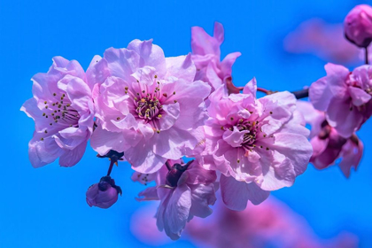 Picture of PINK PEACH FLOWERING FRUIT TREE-BELLEVUE-WASHINGTON STATE