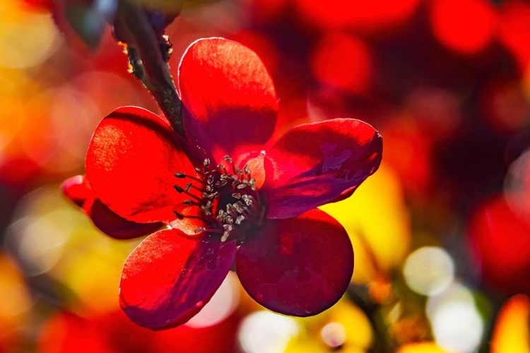 Picture of MAROON ATSUYA HAMADA QUINCE FLOWERING-BELLEVUE-WASHINGTON STATE