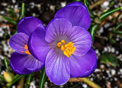 Picture of CROCUS BLOOMING-BELLEVUE-WASHINGTON STATE FIRST FLOWER OF SPRING