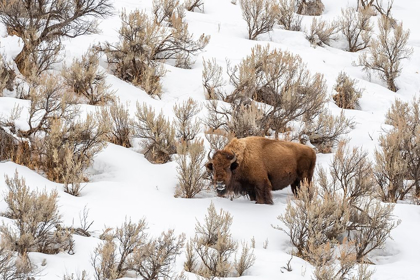 Picture of WYOMING-YELLOWSTONE NATIONAL PARK BISON IN SNOW 