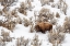 Picture of WYOMING-YELLOWSTONE NATIONAL PARK BISON IN SNOW 