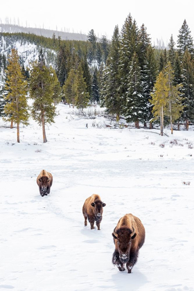 Picture of WYOMING-YELLOWSTONE NATIONAL PARK BISON WALKING IN SNOW 
