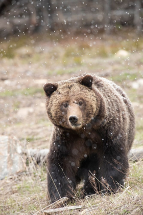 Picture of CLOSE-UP GRIZZLY BEAR SOW IN SPRING SNOWFALL 