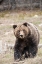 Picture of CLOSE-UP GRIZZLY BEAR SOW IN SPRING SNOWFALL 