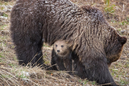 Picture of WYOMING-YELLOWSTONE NATIONAL PARK GRIZZLY BEAR CUB SHELTERING UNDER MOTHER 